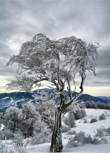 Photograph Marko Radovanovic Because Winter Is Here on One Eyeland